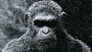 War for the Planet of the Apes: ecco il primo trailer ufficiale del film
